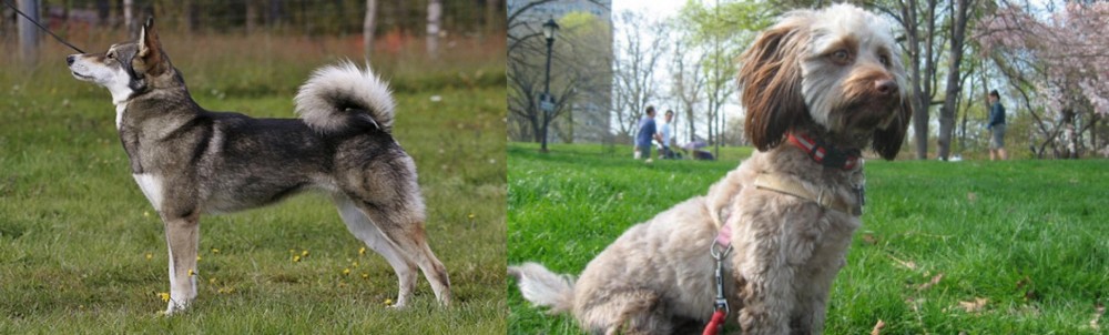 Doxiepoo vs East Siberian Laika - Breed Comparison