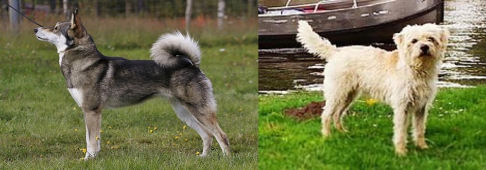 Dutch Smoushond vs East Siberian Laika - Breed Comparison