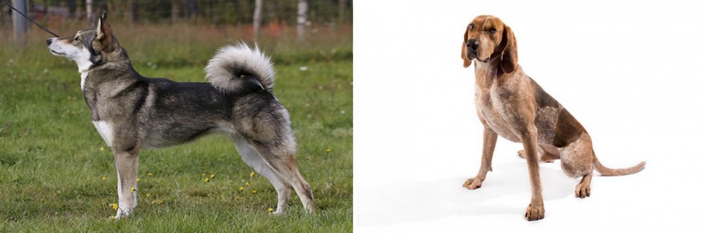English Coonhound vs East Siberian Laika - Breed Comparison