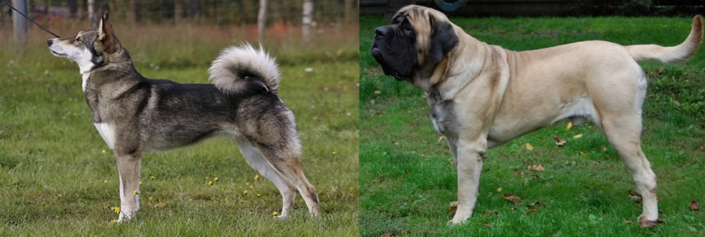 English Mastiff vs East Siberian Laika - Breed Comparison
