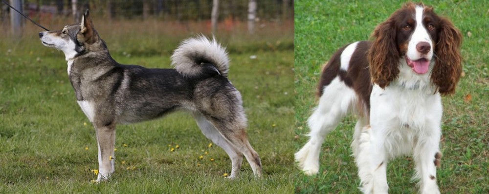 English Springer Spaniel vs East Siberian Laika - Breed Comparison