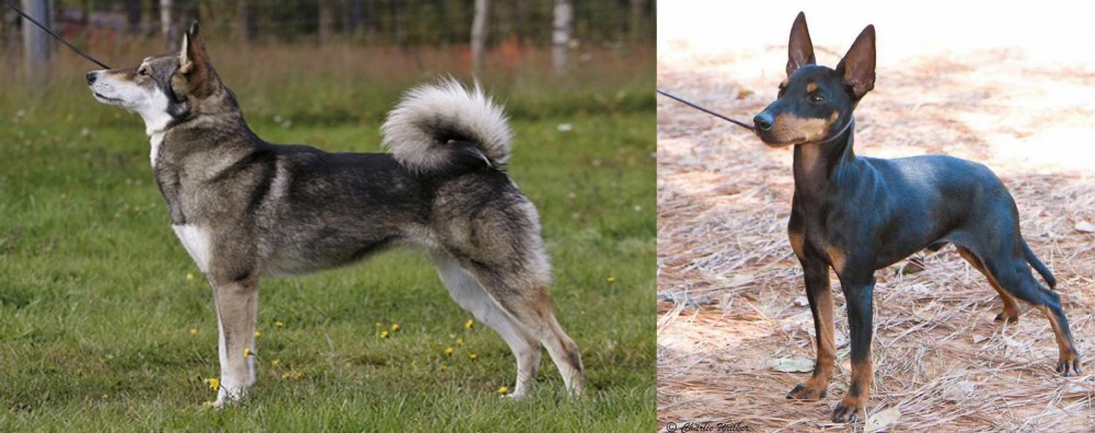 English Toy Terrier (Black & Tan) vs East Siberian Laika - Breed Comparison