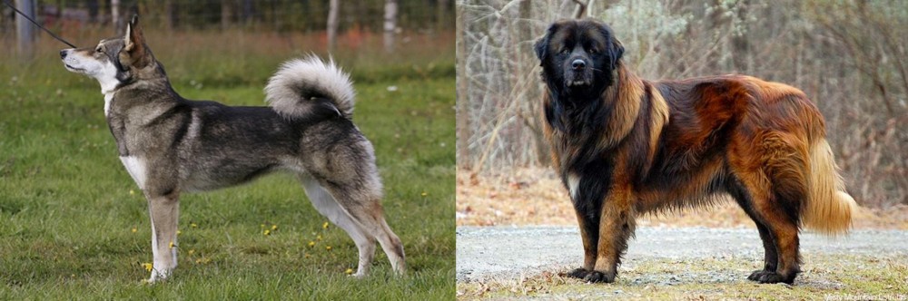 Estrela Mountain Dog vs East Siberian Laika - Breed Comparison
