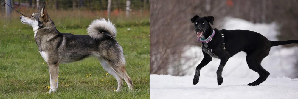 Eurohound vs East Siberian Laika - Breed Comparison