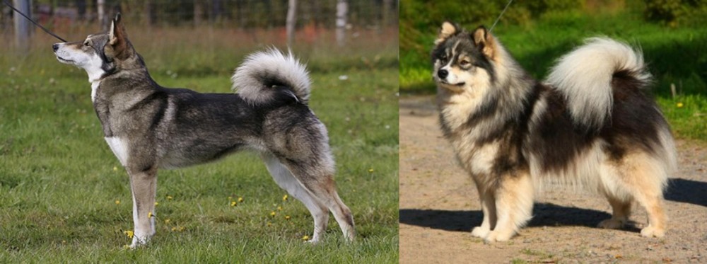 Finnish Lapphund vs East Siberian Laika - Breed Comparison