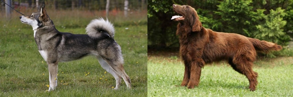 Flat-Coated Retriever vs East Siberian Laika - Breed Comparison