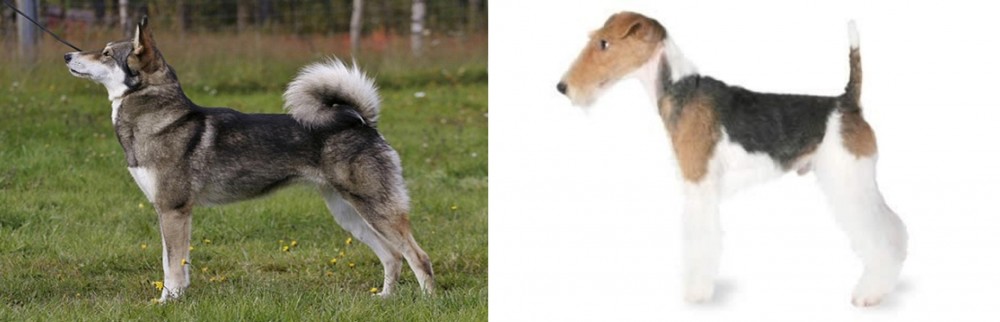 Fox Terrier vs East Siberian Laika - Breed Comparison