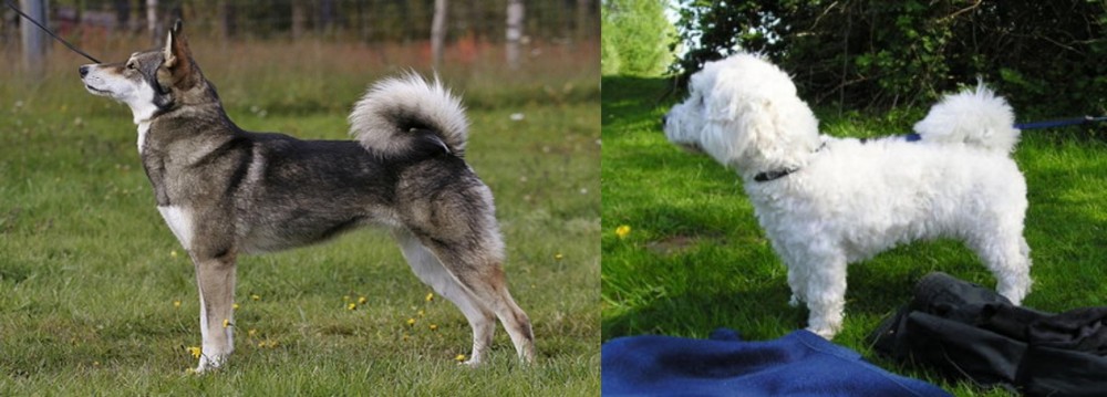 Franzuskaya Bolonka vs East Siberian Laika - Breed Comparison