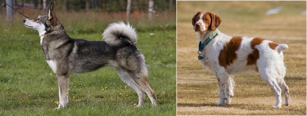 French Brittany vs East Siberian Laika - Breed Comparison