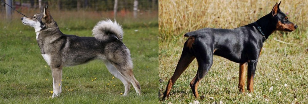 German Pinscher vs East Siberian Laika - Breed Comparison