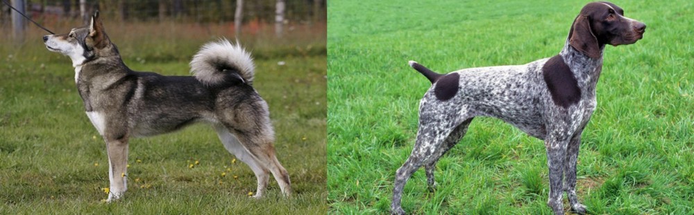 German Shorthaired Pointer vs East Siberian Laika - Breed Comparison