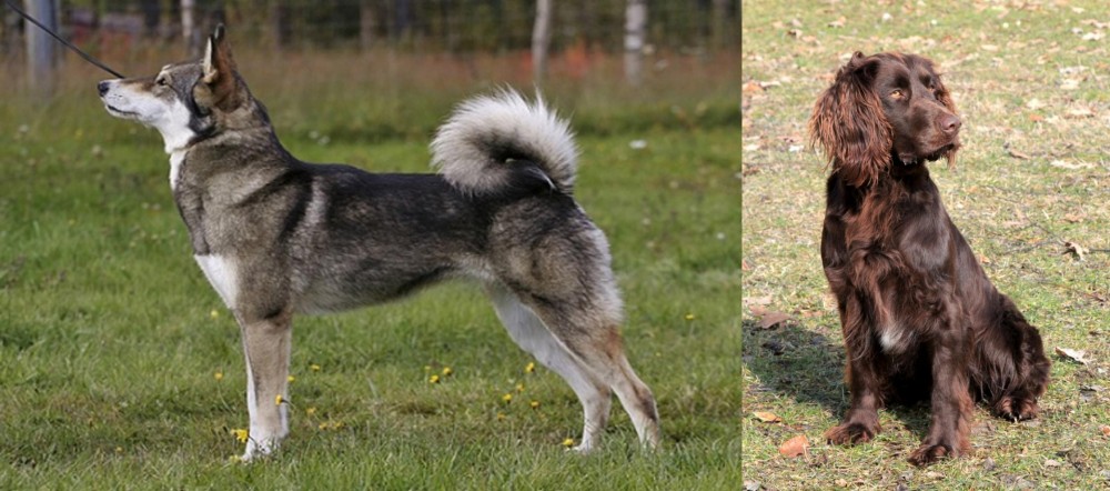 German Spaniel vs East Siberian Laika - Breed Comparison