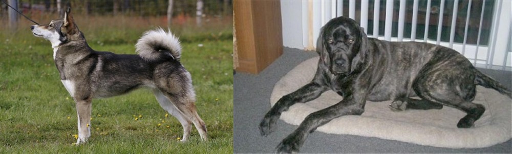 Giant Maso Mastiff vs East Siberian Laika - Breed Comparison