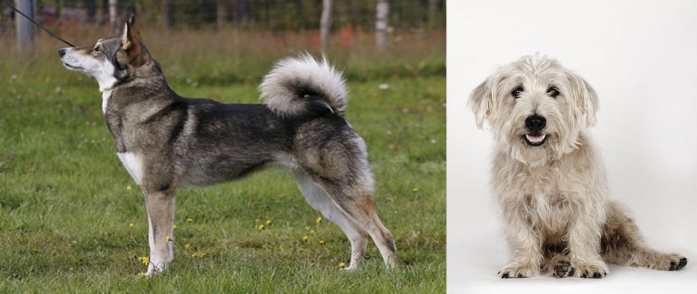 Glen of Imaal Terrier vs East Siberian Laika - Breed Comparison