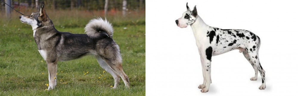 Great Dane vs East Siberian Laika - Breed Comparison