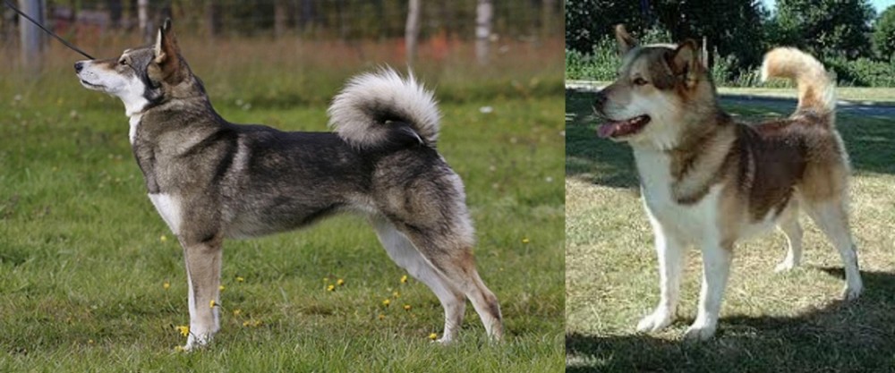 Greenland Dog vs East Siberian Laika - Breed Comparison