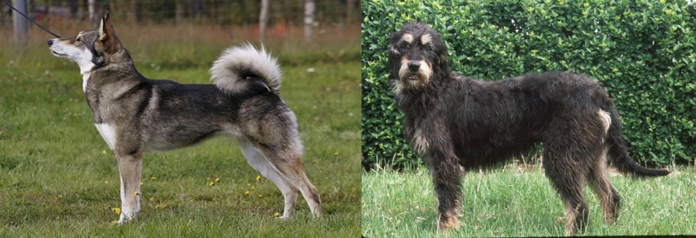 Griffon Nivernais vs East Siberian Laika - Breed Comparison