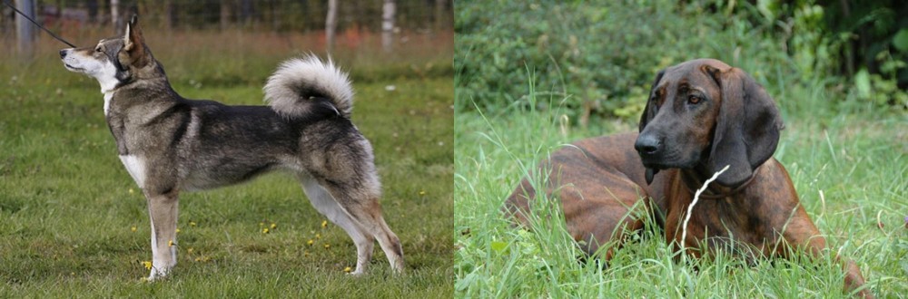 Hanover Hound vs East Siberian Laika - Breed Comparison