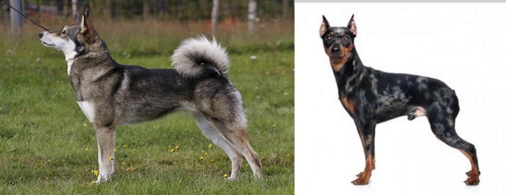 Harlequin Pinscher vs East Siberian Laika - Breed Comparison