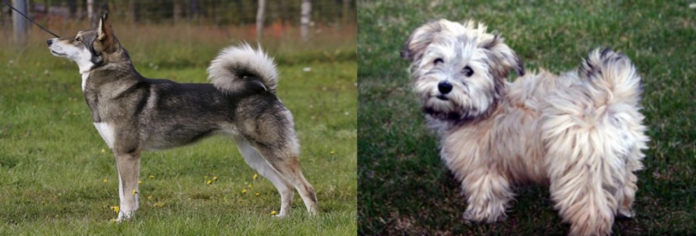 Havapoo vs East Siberian Laika - Breed Comparison
