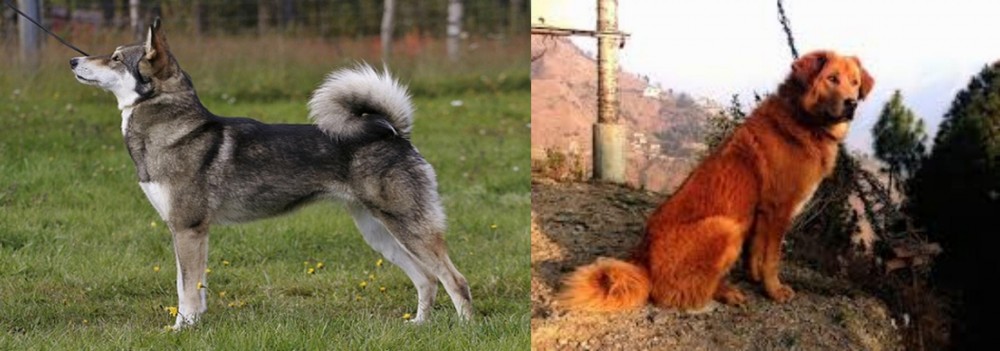 Himalayan Sheepdog vs East Siberian Laika - Breed Comparison