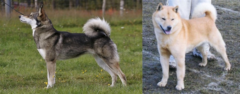 Hokkaido vs East Siberian Laika - Breed Comparison