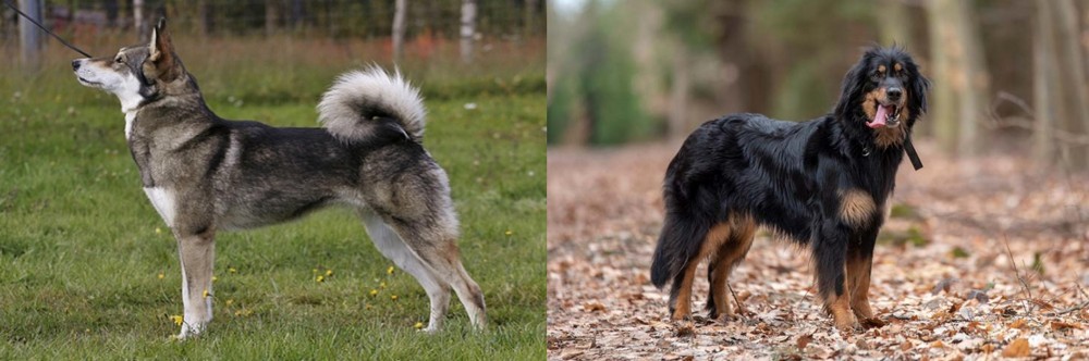 Hovawart vs East Siberian Laika - Breed Comparison
