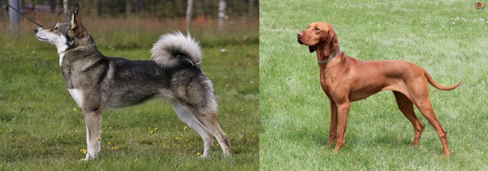 Hungarian Vizsla vs East Siberian Laika - Breed Comparison