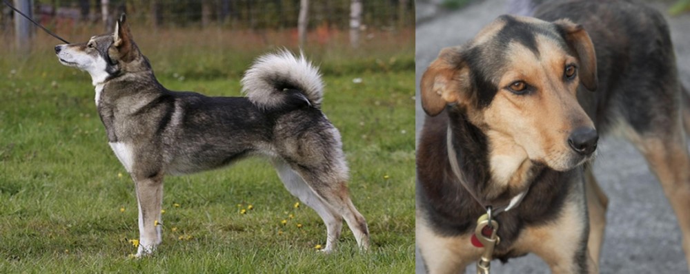 Huntaway vs East Siberian Laika - Breed Comparison