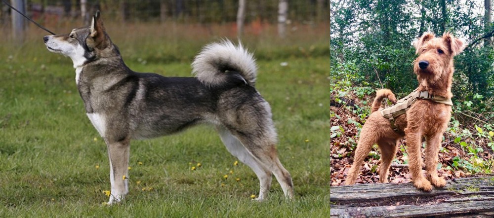 Irish Terrier vs East Siberian Laika - Breed Comparison