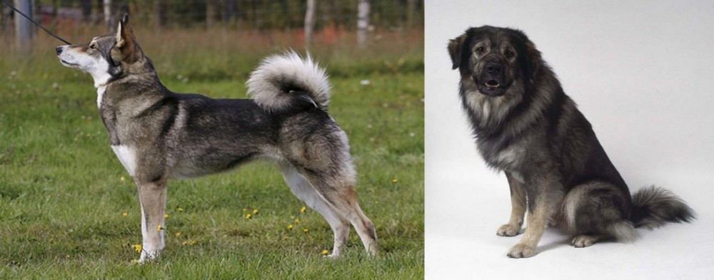 Istrian Sheepdog vs East Siberian Laika - Breed Comparison