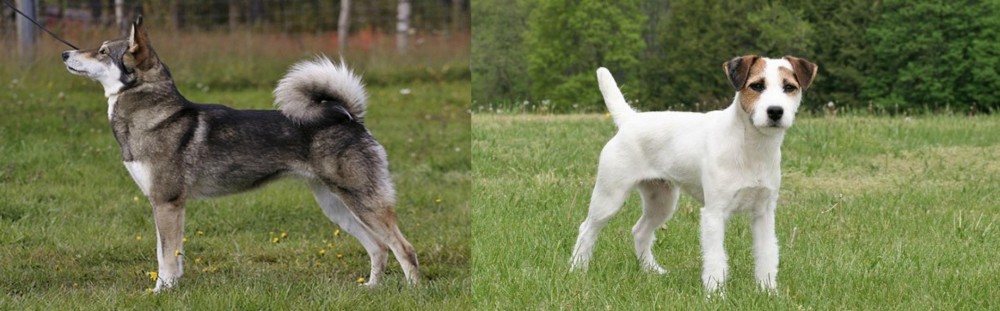 Jack Russell Terrier vs East Siberian Laika - Breed Comparison