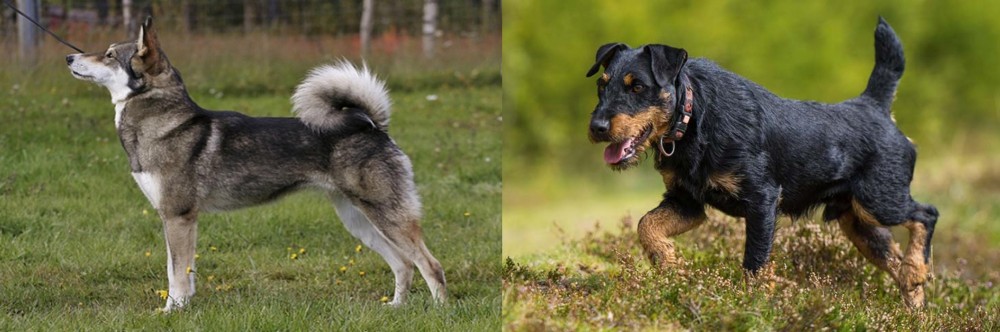 Jagdterrier vs East Siberian Laika - Breed Comparison