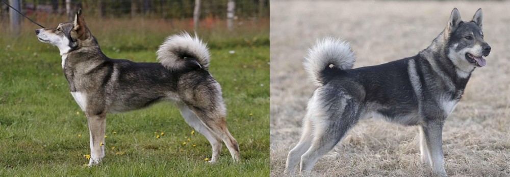 Jamthund vs East Siberian Laika - Breed Comparison