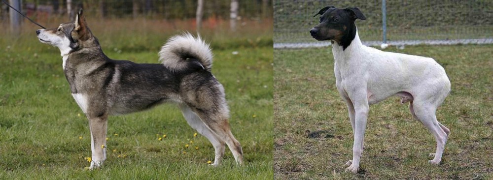 Japanese Terrier vs East Siberian Laika - Breed Comparison