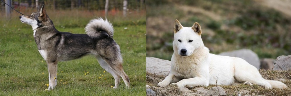 Jindo vs East Siberian Laika - Breed Comparison