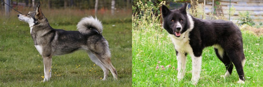 Karelian Bear Dog vs East Siberian Laika - Breed Comparison