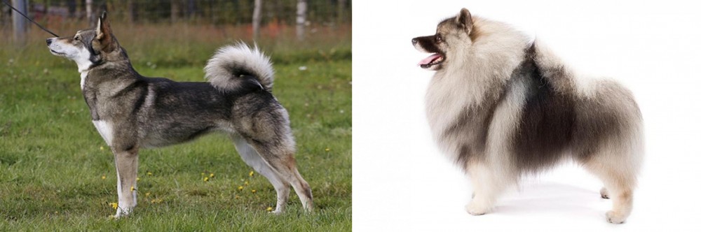 Keeshond vs East Siberian Laika - Breed Comparison