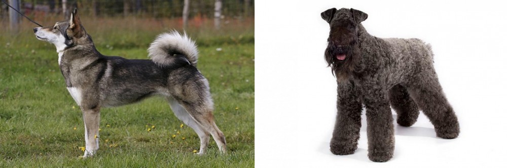 Kerry Blue Terrier vs East Siberian Laika - Breed Comparison
