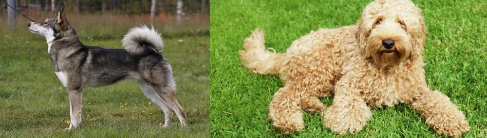 Labradoodle vs East Siberian Laika - Breed Comparison