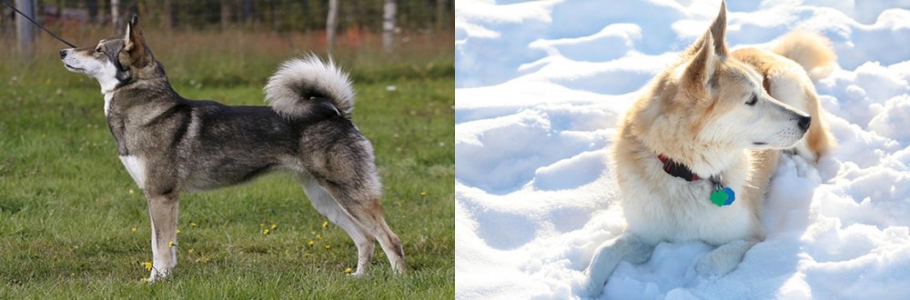 Labrador Husky vs East Siberian Laika - Breed Comparison
