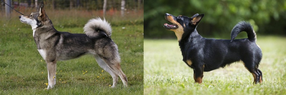 Lancashire Heeler vs East Siberian Laika - Breed Comparison