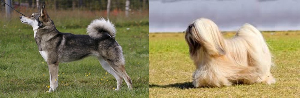 Lhasa Apso vs East Siberian Laika - Breed Comparison