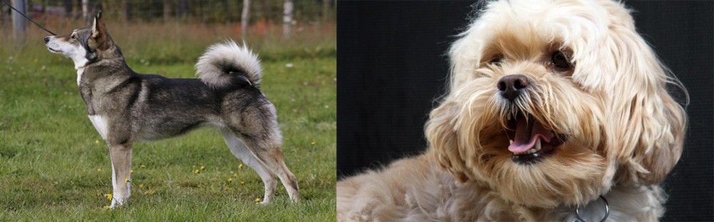 Lhasapoo vs East Siberian Laika - Breed Comparison