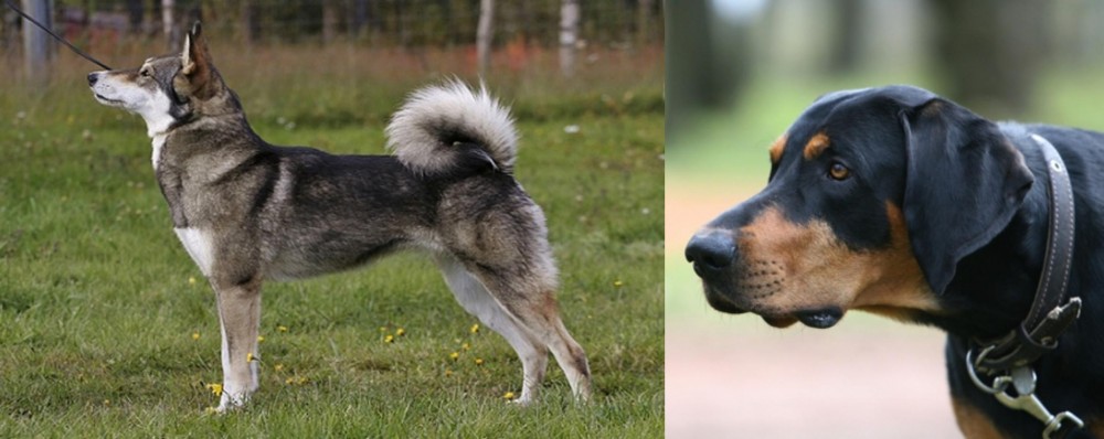 Lithuanian Hound vs East Siberian Laika - Breed Comparison
