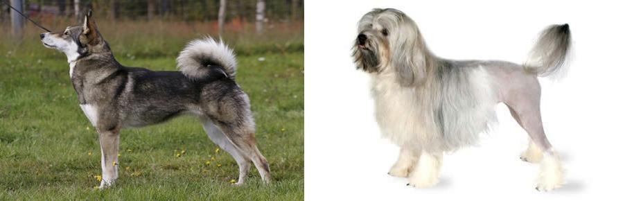 Lowchen vs East Siberian Laika - Breed Comparison