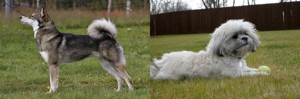 Mal-Shi vs East Siberian Laika - Breed Comparison