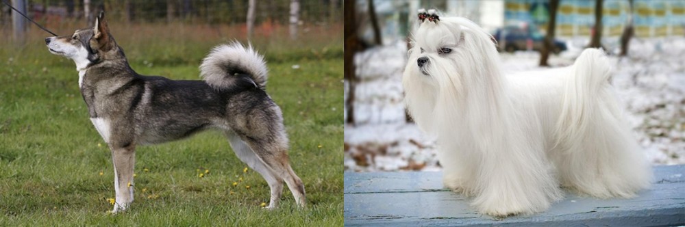 Maltese vs East Siberian Laika - Breed Comparison