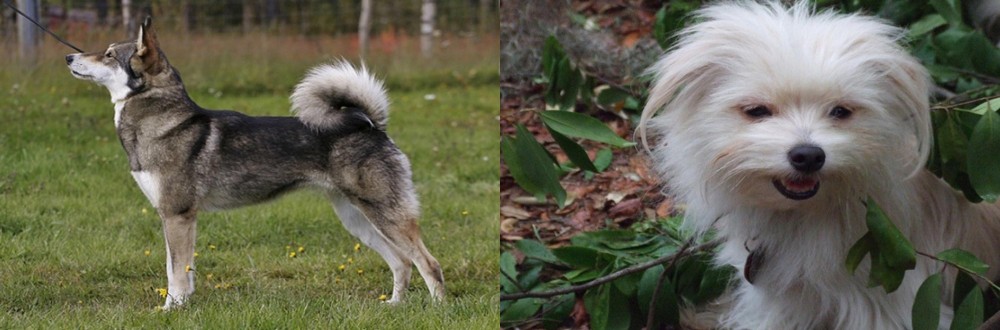 Malti-Pom vs East Siberian Laika - Breed Comparison