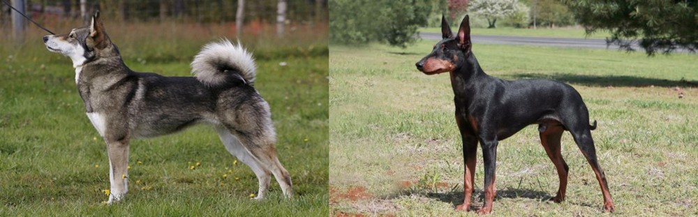 Manchester Terrier vs East Siberian Laika - Breed Comparison